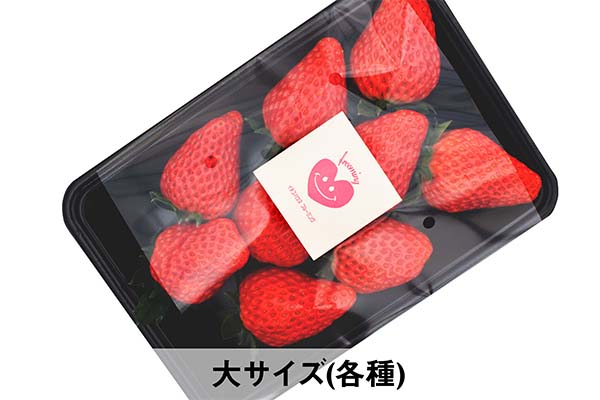 大サイズ(各種)